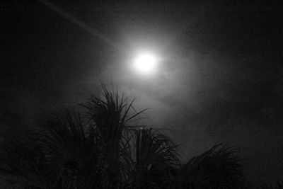 Low angle view of silhouette palm trees against sky