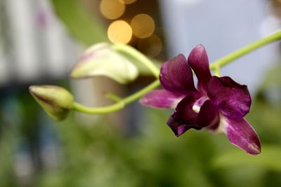 Close-up of pink flowering plant