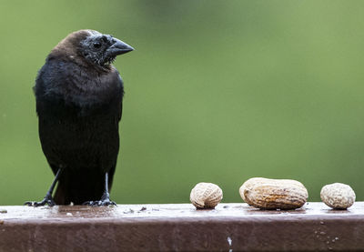 Close-up of bird perching on wall