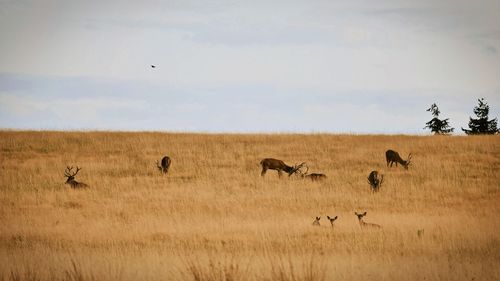 Flock of sheep in a field