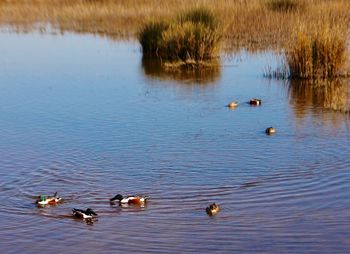 Ducks swimming in lake