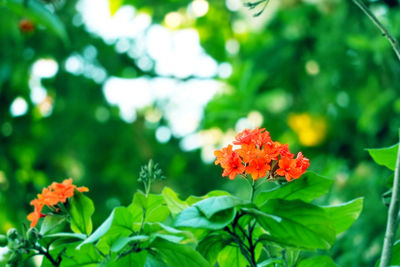 Close-up of orange flowering plants