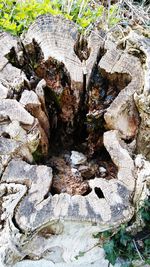 Plants growing on rocks