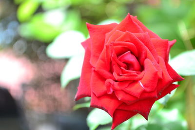 Close-up of red rose
