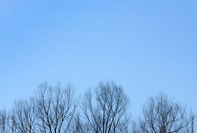 Low angle view of bare trees against clear blue sky