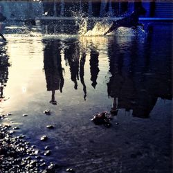 Reflection of trees in water