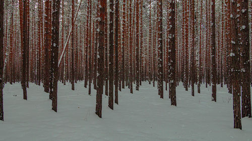 Trees in forest during winter