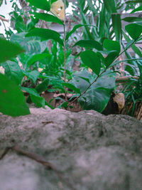 Close-up of green plant against wall