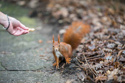 Man feeding squirrel on land