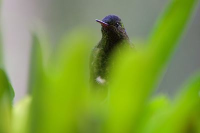 Close-up of bird perching on plant