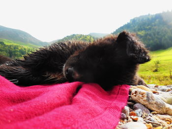 Close-up of dog relaxing outdoors