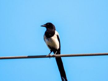 Low angle view of bird perching on cable against clear blue sky