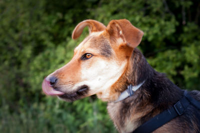 Close-up of dog looking away