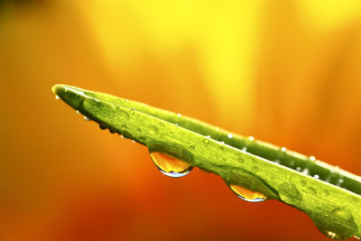 Close-up of wet plant