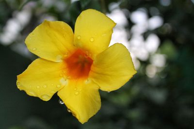 Close-up of yellow flower