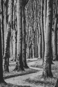 Trees on field in forest