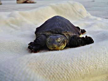 Close-up of turtle on jute