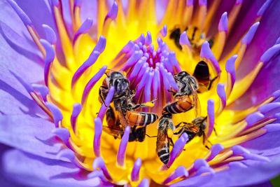 Honey beekeeping the nectar from the tassel of the lotus