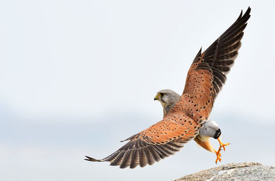 Low angle view of eagle flying against sky