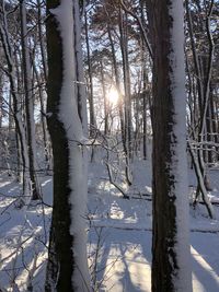 Trees in forest during winter