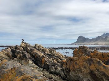 Bird on rock by sea against sky