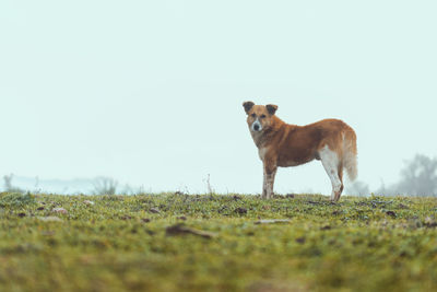 Dog running on field