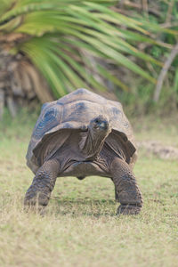 Close-up of elephant on field