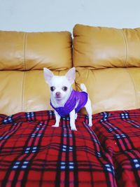 Portrait of dog relaxing on sofa at home