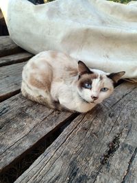 Portrait of a cat lying on wood