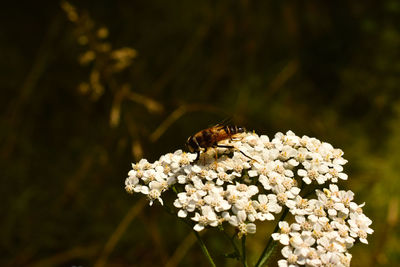 Close-up of bee pollinating on flower