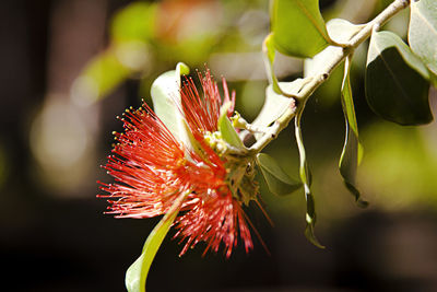 Close-up of flowering plant