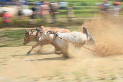 Man riding bulls during pacu jawi 