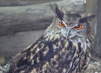 Close-up portrait of an owl