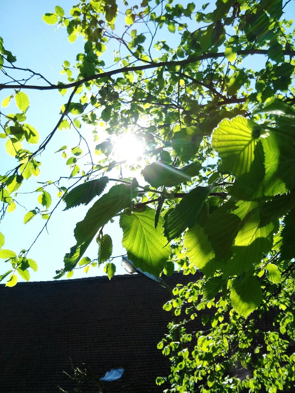 tree, low angle view, branch, growth, leaf, sunlight, sun, sunbeam, nature, lens flare, beauty in nature, sky, green color, day, tranquility, outdoors, no people, sunny, plant, clear sky