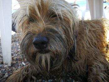 Close-up portrait of a dog