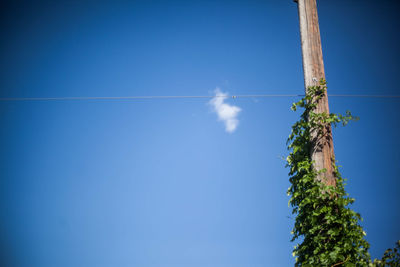 Low angle view of tree against clear blue sky