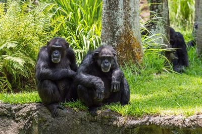 Chimpanzees sitting on field