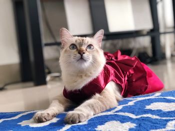 Portrait of cat relaxing on bed at home