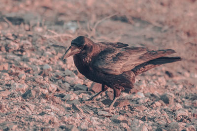 Close-up of bird perching on a field