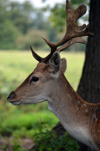 Close-up of deer