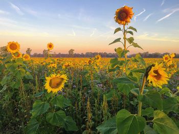 Close-up of yellow flowering plants on field against sky