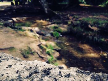 Close-up of rocks on field