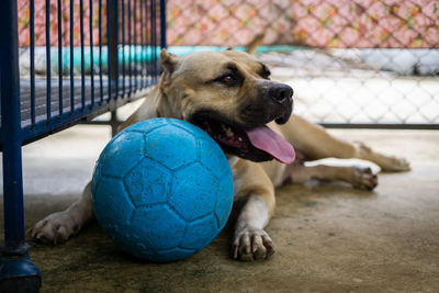 Portrait of dog relaxing on ball