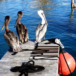 High angle view of birds on lake