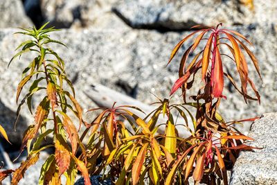 Close-up of wilted plant on snow field