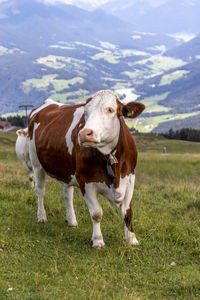 Cow standing in a field
