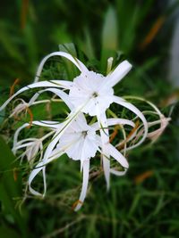 Close-up of white flower blooming outdoors