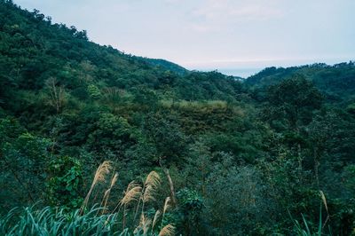 Scenic view of forest against sky