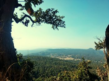 Scenic view of forest against clear sky