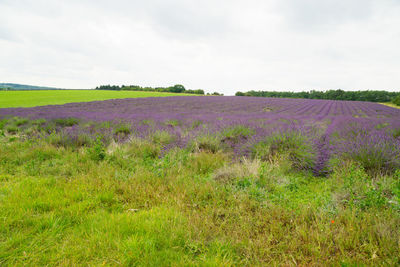 Scenic view of lavender field against sky